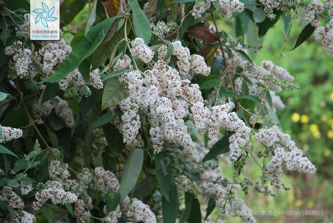 密蒙花
