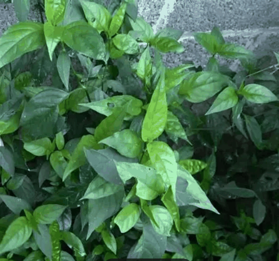 红蓝草